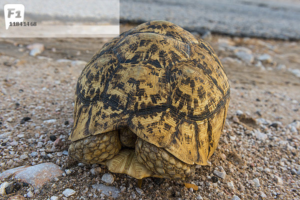 Afrikanische Spornschildkröte (Centrochelys sulcata)  Somaliland  Somalia  Afrika
