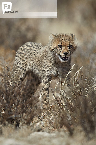 Gepardenjunges (Acinonyx jubatus)  Kgalagadi Transfrontier Park  Südafrika  Afrika