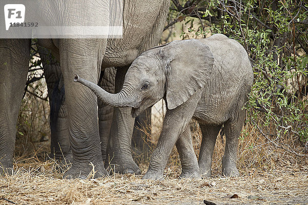 Kleiner afrikanischer Elefant (Loxodonta africana)  Ruaha-Nationalpark  Tansania  Ostafrika  Afrika