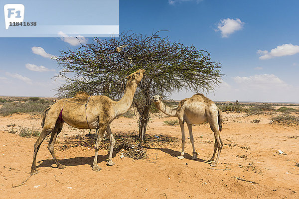 Kamele fressen einen Akazienbusch  Somaliland  Somalia  Afrika