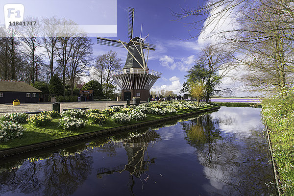 Windmühle in den Keukenhof-Gärten  Lisse  Niederlande  Europa