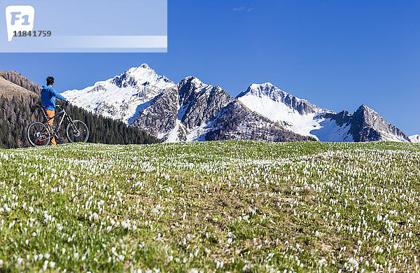 Panorama eines Radfahrers mit Mountainbike  eingerahmt von blühenden Krokussen  Albaredo-Tal  Orobie-Alpen  Valtellina  Lombardei  Italien  Europa