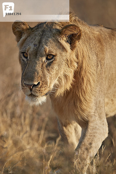 Löwe (Panthera leo)  Ruaha-Nationalpark  Tansania  Ostafrika  Afrika