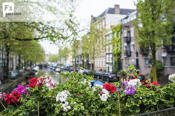 Stadtteil Jordaan  Amsterdam  Niederlande  Europa