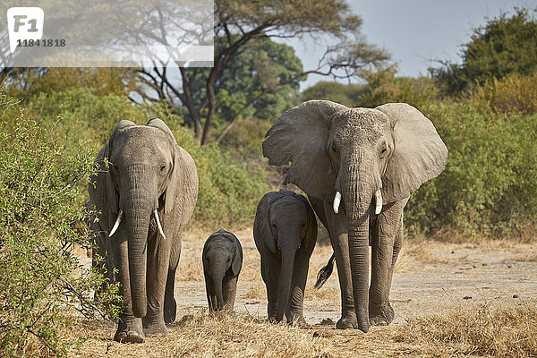Afrikanischer Elefant (Loxodonta africana)  Gruppe  Ruaha-Nationalpark  Tansania  Ostafrika  Afrika