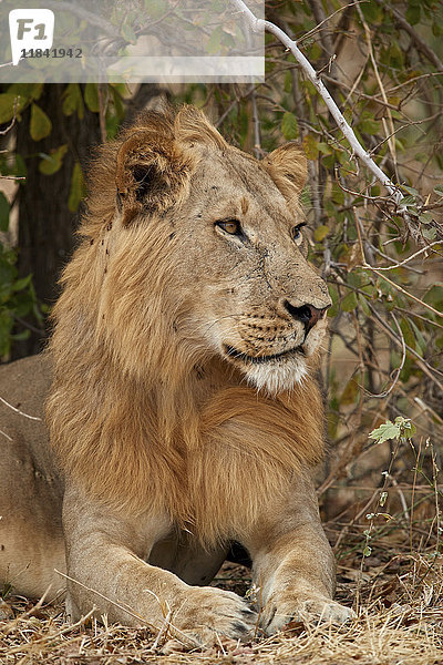 Männlicher Löwe (Panthera leo)  Ruaha-Nationalpark  Tansania  Ostafrika  Afrika