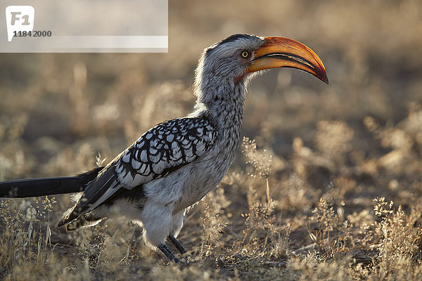 Südlicher Gelbschnabel-Hornvogel (Tockus leucomelas)  Kgalagadi Transfrontier Park  Südafrika  Afrika