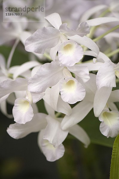 Blüten der Weißen Orchidee (Cattleya bowringiana alba)
