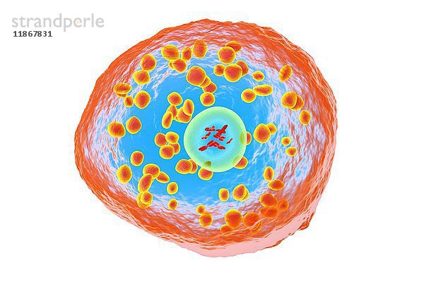 Basophile weiße Blutkörperchen  Illustration
