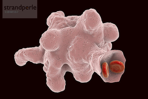 Parasitische Amöbe (Entamoeba histolytica)  Illustration