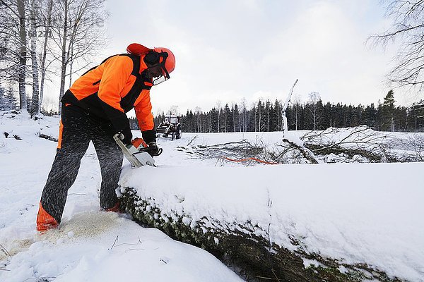 Holzfäller beim Schneiden von Baumstämmen mit der Kettensäge im Winter