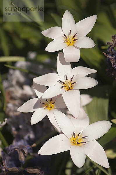 Weiße Tulpen (Tulipa clusiana 'Lady Jane')