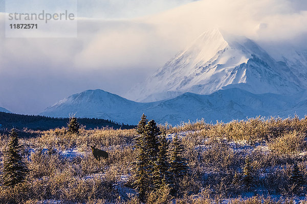 Ein Elch (alces alces) auf Nahrungssuche an einem Wintermorgen mit der Alaska Range im Hintergrund  die teilweise in Wolken gehüllt ist; Alaska  Vereinigte Staaten von Amerika'.