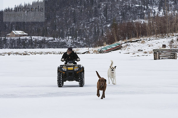 Mann fährt auf einem ATV mit Hunden an der Seite  Iliamna Lake  Pedro Bay  Southcentral Alaska  USA