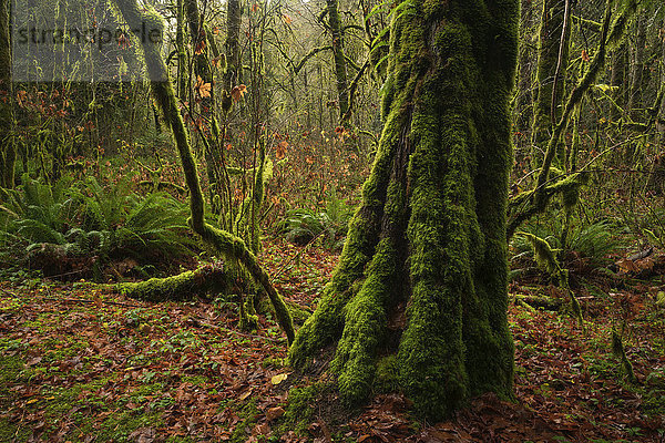 Der wunderschöne Regenwald des Goldstream Provincial Park; British Columbia  Kanada'.