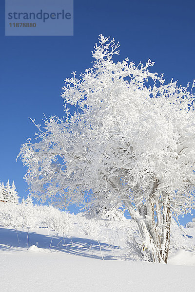 Ein mit Raureif bedeckter Baum mit Schnee auf dem Boden vor einem strahlend blauen Himmel; Alaska  Vereinigte Staaten von Amerika'.