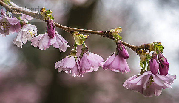 Der Frühling kommt mit der Blüte der Kirschblüte; East Boldon  England
