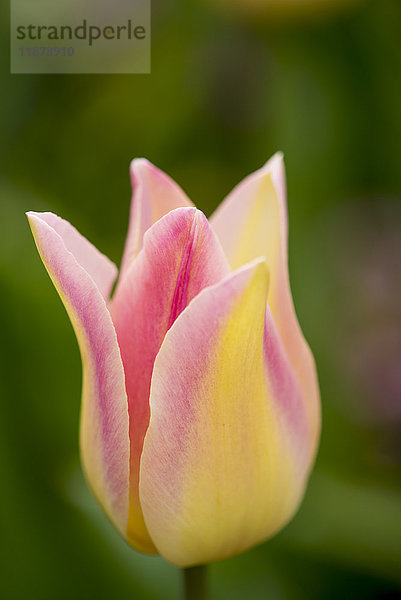 Nahaufnahme einer blühenden Blume in den Butchart Gardens; Victoria  British Columbia  Kanada'.