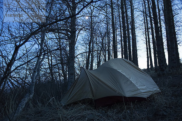 Ein Zelt in einem Wald in der Abenddämmerung mit der Silhouette der Baumstämme und dem Vollmond; Alaska  Vereinigte Staaten von Amerika'.