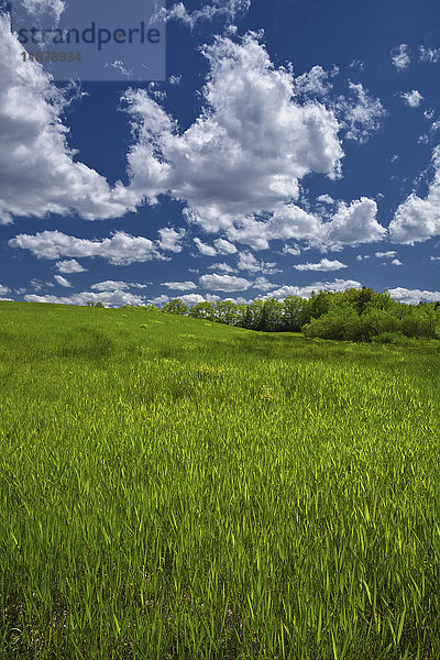 Üppiges grünes Gras auf einem Feld unter einem blauen Himmel mit Wolken; Oakfield  Nova Scotia  Kanada