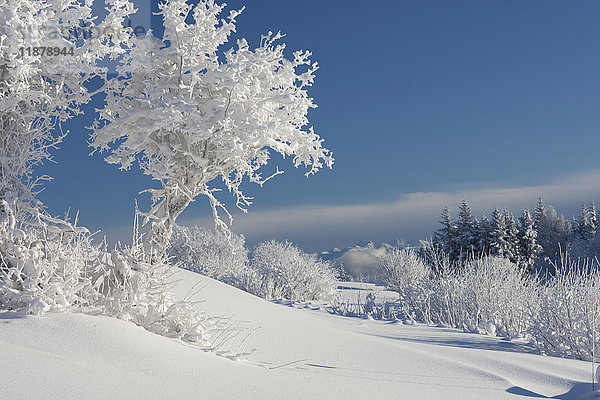Bäume in einer weißen Landschaft mit Schnee und Frost und einem strahlend blauen Himmel; Alaska  Vereinigte Staaten von Amerika'.