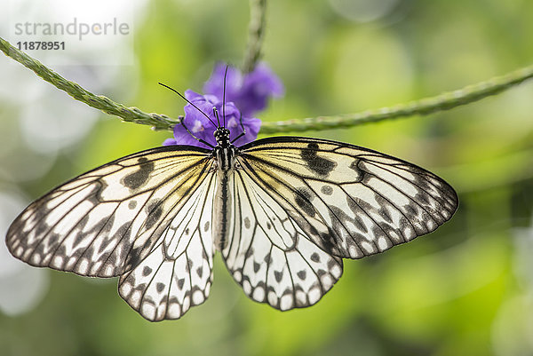 Nahaufnahme eines Schmetterlings  der sich auf einer blühenden Pflanze in den Victoria Butterfly Gardens ausruht; Victoria  British Columbia  Kanada'.