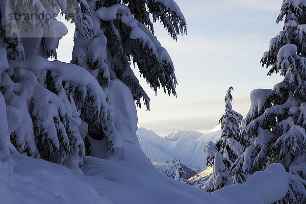 Schneebedeckte Kiefern mit gebogenen Ästen im Winter; Alaska  Vereinigte Staaten von Amerika'.