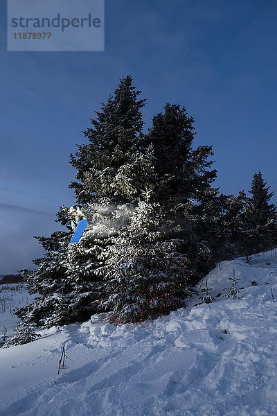 Ein blaues Snowboard  das in einer schneebedeckten Kiefer im Winter ruht; Homer  Alaska  Vereinigte Staaten von Amerika'.