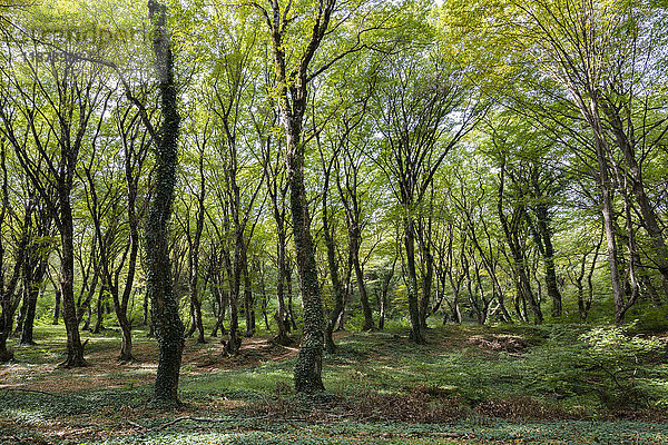 Schöner und mystischer grüner Garten in der Nähe des Zegaani Klosters; Kachetien  Georgien'.