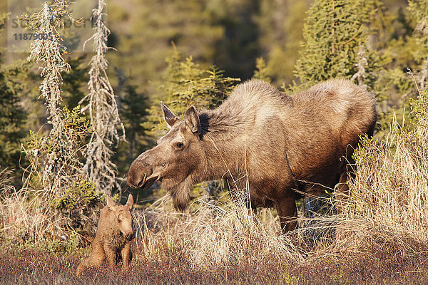 Eine Elchkuh (alces alces) und ihr Kalb zusammen in einem Wald; Alaska  Vereinigte Staaten von Amerika'.