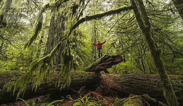 Mann stehend auf einem umgestürzten Baum im alten Regenwald von Cathedral Grove  MacMillan Provincial Park  Vancouver Island; Port Alberni  British Columbia  Kanada'.