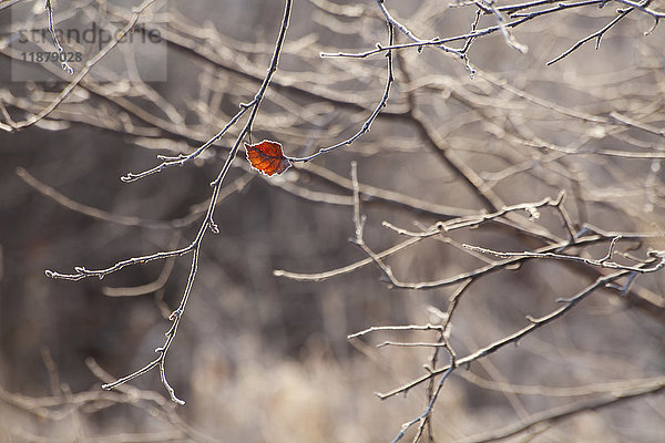 Ein kleines rotes Blatt bleibt an einem blattlosen Baum im Herbst; Oakfield  Nova Scotia  Kanada'.