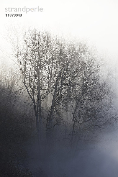 Ein blattloser  in Nebel gehüllter Baum; Homer  Alaska  Vereinigte Staaten von Amerika'.