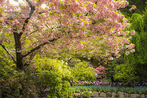 Kirschblüten und Blumen in den Butchart Gardens; Victoria  British Columbia  Kanada .