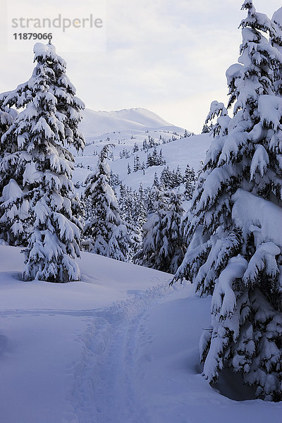 Schneebedeckte Kiefern und Gebirge im Winter mit einer Spur im tiefen Schnee; Alaska  Vereinigte Staaten von Amerika'.