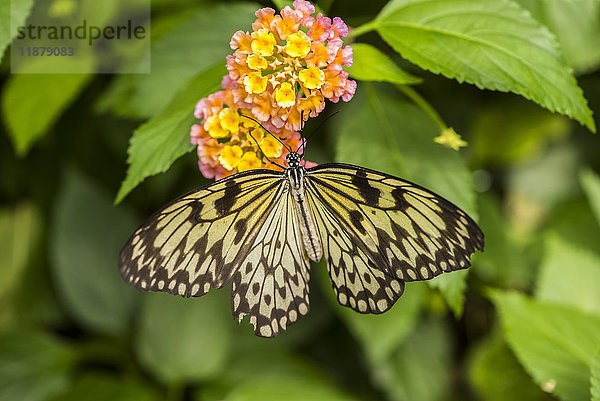 Nahaufnahme eines Schmetterlings und Blumen in den Butchart Gardens; Victoria  British Columbia  Kanada'.