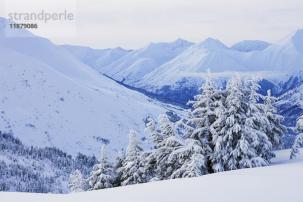 Schneebedeckte Bergkette und Bäume im Winter; Alaska  Vereinigte Staaten von Amerika'.