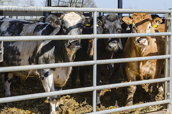Braune  schwarze und schwarz-weiße Kühe auf der Koppel  die in die Kamera schauen; Otford  Kent  England'.