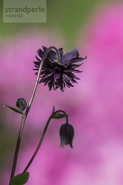 Einige Akeleien (Aquilegia) kommen mit Rüschen; Astoria  Oregon  Vereinigte Staaten von Amerika'.