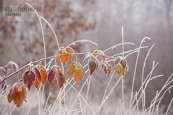 Frostumrandete Brombeerblätter und Gras; Neuschottland  Kanada'.