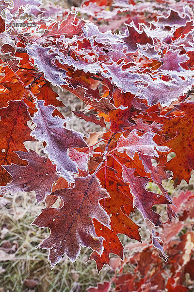Frosted red oak leaves; Oakfield  Nova Scotia  Kanada'.