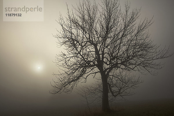 Silhouette eines Baumes und Sonnenlicht  das durch dichten Nebel bei Sonnenaufgang leuchtet; Oakfield  Nova Scotia  Kanada'.