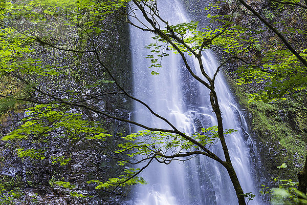 Vine Maple (Acer circinatum) Bäume Bildschirm Double Falls in Silver Falls State Park; Silverton  Oregon  Vereinigte Staaten von Amerika'.