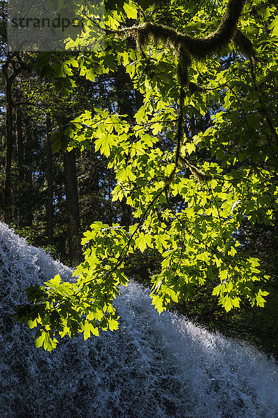 Sonnenlicht beleuchtet die Blätter des Großblättrigen Ahorns (Acer macrophyllum) am Lower South Falls im Silver Falls State Park; Silverton  Oregon  Vereinigte Staaten von Amerika'.