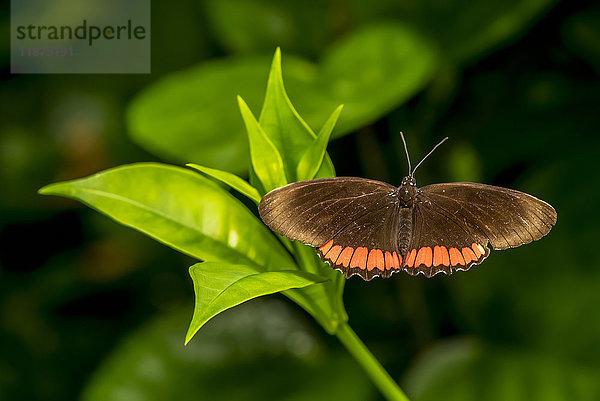 Nahaufnahme eines Schmetterlings  der sich auf einer Pflanze in den Victoria Butterfly Gardens ausruht; Victoria  British Columbia  Kanada'.