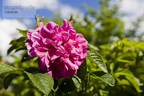 Ein Büschel leuchtend rosa Blüten an einer Pflanze; Alaska  Vereinigte Staaten von Amerika'.