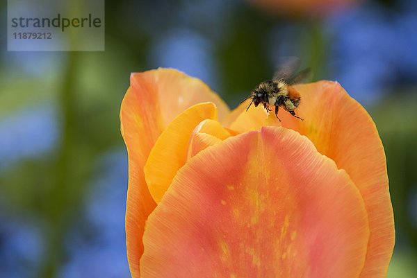 Nahaufnahme einer Biene  die über einer Blüte in den Butchart Gardens schwebt; Victoria  British Columbia  Kanada