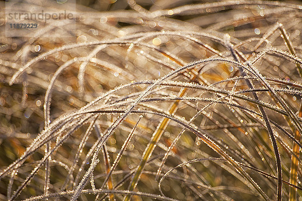 Wilde Gräser gebogen und mit Frost bedeckt; Oakfield  Nova Scotia  Kanada'.