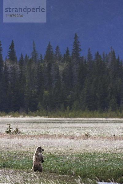 Ein Grizzlybär (ursus arctos horribilis) steht auf seinen Hinterbeinen und schaut über ein Feld; Alaska  Vereinigte Staaten von Amerika'.