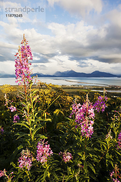 Blühendes Feuerkraut (Chamaenerion angustifolium) im Vordergrund mit Homer Spit  Kachemak Bay und den Kenai Mountains im Hintergrund; Homer  Alaska  Vereinigte Staaten von Amerika'.